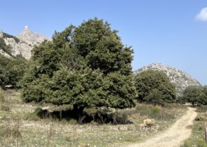 Wandern durch den Torrent de l'Ofre