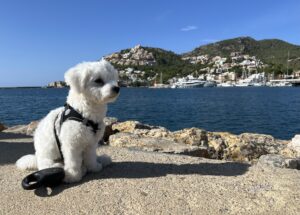 Port d'Andratx