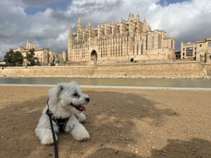 Palma