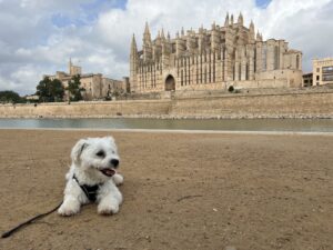 Palma