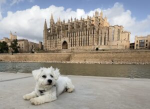 Palma