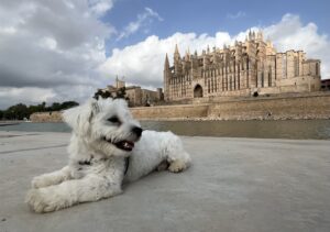 Palma