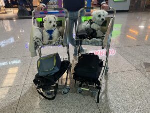Aeroport de Palma–Son Sant Joan